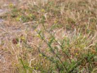 Sisymbrium officinale Bakdjupet, Skanör, Falsterbohalvön, Vellinge, Skåne, Sweden 20160617_0258