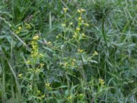 Sisymbrium officinale Banvallen S handikappbadet, Ribersborg, Malmö, Skåne, Sweden 20170616_0011