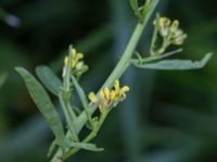 Sisymbrium officinale Banvallen S handikappbadet, Ribersborg, Malmö, Skåne, Sweden 20170616_0013