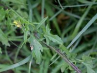 Sisymbrium officinale Banvallen S handikappbadet, Ribersborg, Malmö, Skåne, Sweden 20170616_0014