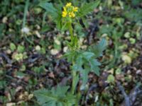 Sisymbrium officinale Glyttängen, Södra Friluftsstaden, Malmö, Skåne, Sweden 20190511_3