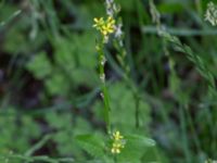 Sisymbrium officinale Glyttängen, Södra Friluftsstaden, Malmö, Skåne, Sweden 20220622_0006