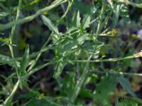 Sisymbrium officinale Jordhögar Hyllie, Malmö, Skåne, Sweden 20180604_0020