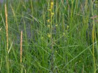 Sisymbrium officinale Ribersborg, Malmö, Skåne, Sweden 20190518_0138