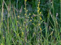 Sisymbrium officinale Ribersborg, Malmö, Skåne, Sweden 20190518_0139