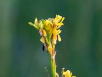 Sisymbrium officinale Ribersborg, Malmö, Skåne, Sweden 20190518_0141