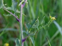 Sisymbrium officinale Ribersborg, Malmö, Skåne, Sweden 20190518_0143