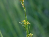 Sisymbrium officinale Ribersborg, Malmö, Skåne, Sweden 20190518_0146