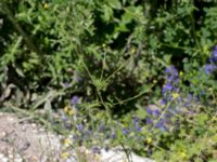 Sisymbrium officinale Ridhuset, Klagshamns udde, Malmö, Skåne, Sweden 20150702_0037