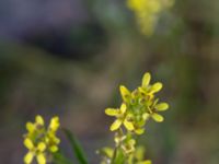 Sisymbrium officinale Strandhem, Bunkeflo strandängar, Malmö, Skåne, Sweden 20150523_0059