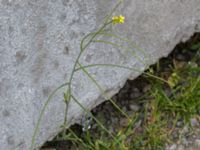 Sisymbrium orientale Centralen, Malmö, Skåne, Sweden 20150614_0041