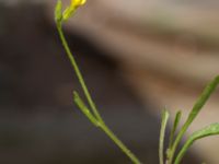 Sisymbrium orientale Centralen, Malmö, Skåne, Sweden 20150619_0015