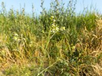 Sisymbrium orientale Ribersborg, Malmö, Skåne, Sweden 20120618 003