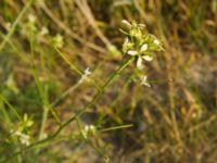 Sisymbrium orientale Ribersborg, Malmö, Skåne, Sweden 20120618 004