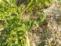 Sisymbrium orientale Ribersborg, Malmö, Skåne, Sweden 20120618 005