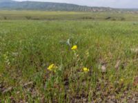 Sterigmostemum caspicum Valley 1.1 km WSW Dalis Reservoir Tower, Chachuna, Kakheti, Georgia 20180427_3185