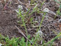 Teesdalia nudicaulis Östra huvudet, Stenshuvud, Simrishamn, Skåne, Sweden 20190501_0094