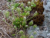 Teesdalia nudicaulis Östra huvudet, Stenshuvud, Simrishamn, Skåne, Sweden 20190501_0095