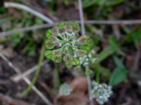 Teesdalia nudicaulis Östra huvudet, Stenshuvud, Simrishamn, Skåne, Sweden 20190501_0096