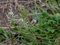 Teesdalia nudicaulis Östra huvudet, Stenshuvud, Simrishamn, Skåne, Sweden 20190501_0097