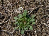 Teesdalia nudicaulis Stenshuvud, Simrishamn, Skåne, Sweden 20150503_0065