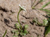 Teesdalia nudicaulis Stenshuvud, Simrishamn, Skåne, Sweden 20160420_0031