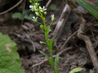 Thlaspi arvense Hillarp, Munka-Ljungby, Ängelholm, Skåne, Sweden 20170709_0026