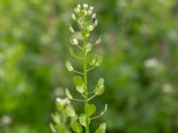 Thlaspi arvense Komstadgården, Simrishamn, Skåne, Sweden 20170610_0010