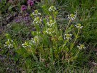 Thlaspi arvensis Strandhem, Bunkeflo strandängar, Malmö, Skåne, Sweden 20190412_0001