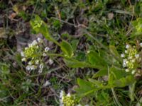 Thlaspi arvensis Strandhem, Bunkeflo strandängar, Malmö, Skåne, Sweden 20190412_0002