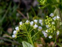 Thlaspi arvensis Strandhem, Bunkeflo strandängar, Malmö, Skåne, Sweden 20190412_0003