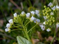 Thlaspi arvensis Strandhem, Bunkeflo strandängar, Malmö, Skåne, Sweden 20190412_0004