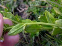 Thlaspi arvensis Strandhem, Bunkeflo strandängar, Malmö, Skåne, Sweden 20190412_0005