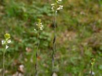 Turritis glabra Fredriksdal, Helsingborg, Skåne, Sweden 20210515_0054