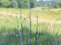 Turritis glabra Heden, Kulturens Östarp, Sjöbo, Skåne, Sweden 20180529_0048