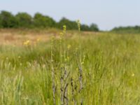 Turritis glabra Heden, Kulturens Östarp, Sjöbo, Skåne, Sweden 20180529_0052