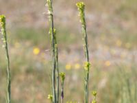 Turritis glabra Heden, Kulturens Östarp, Sjöbo, Skåne, Sweden 20180529_0054