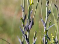 Turritis glabra Heden, Kulturens Östarp, Sjöbo, Skåne, Sweden 20180529_0055