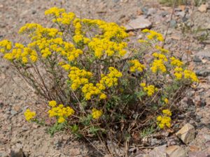 Alyssum murale - Yellow Tuft - Silverstenört