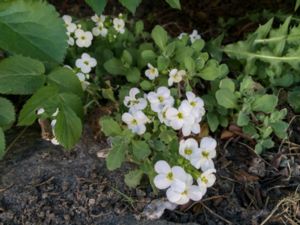 Arabis caucasica - Garden Rockcress - Fagertrav