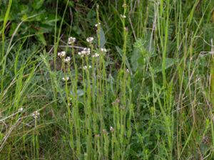 Arabis hirsuta - Hairy Rockcress - Lundtrav