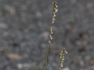 Arabis holboellii - Holbøll's Rockcress