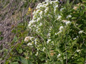 Armoracia rusticana - Horse-radish - Pepparrot