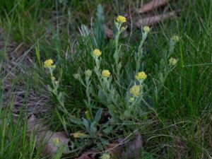 Aurinia saxatilis - Basket of Gold - Praktstenört