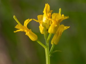 Barbarea verna - Land Cress - Vårgyllen