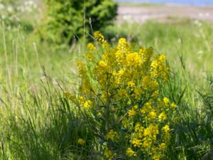 Barbarea vulgaris - Winter-cress - Sommargyllen