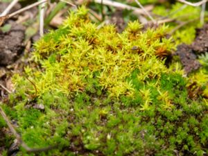 Barbula unguiculata - Bird's-claw Beard-moss - Stor neonmossa