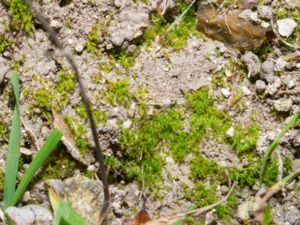 Dicranella varia - Variable Forklet-moss - Kalkjordmossa