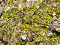 Microbryum curvicollum Lernacken, Malmö, Skåne, Sweden 20241109_0077