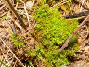 Ptychostomum pseudotriquetrum - Marsh Bryum - Myrbryum